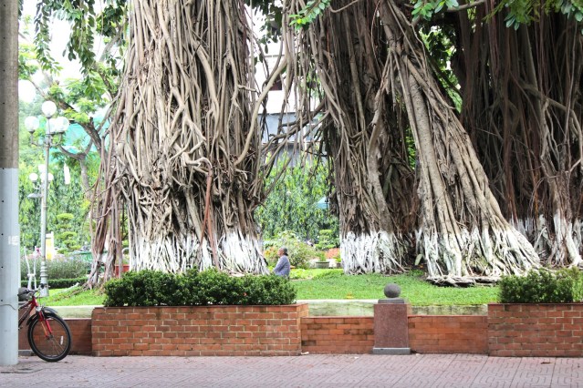 A moment of silence - an old lady sits amidst the ancient banyans, contemplating the past and the future. 